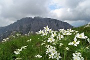 58 Anemoni narcissini con da sfondo le pareti rocciose dello Zucco Barbesino